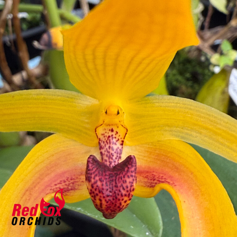 Bulbophyllum Michael Wright