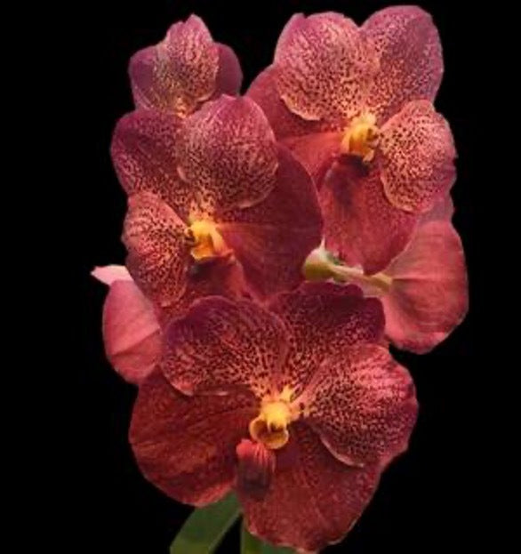 Vanda Dr. Anek x Fuch's Gold