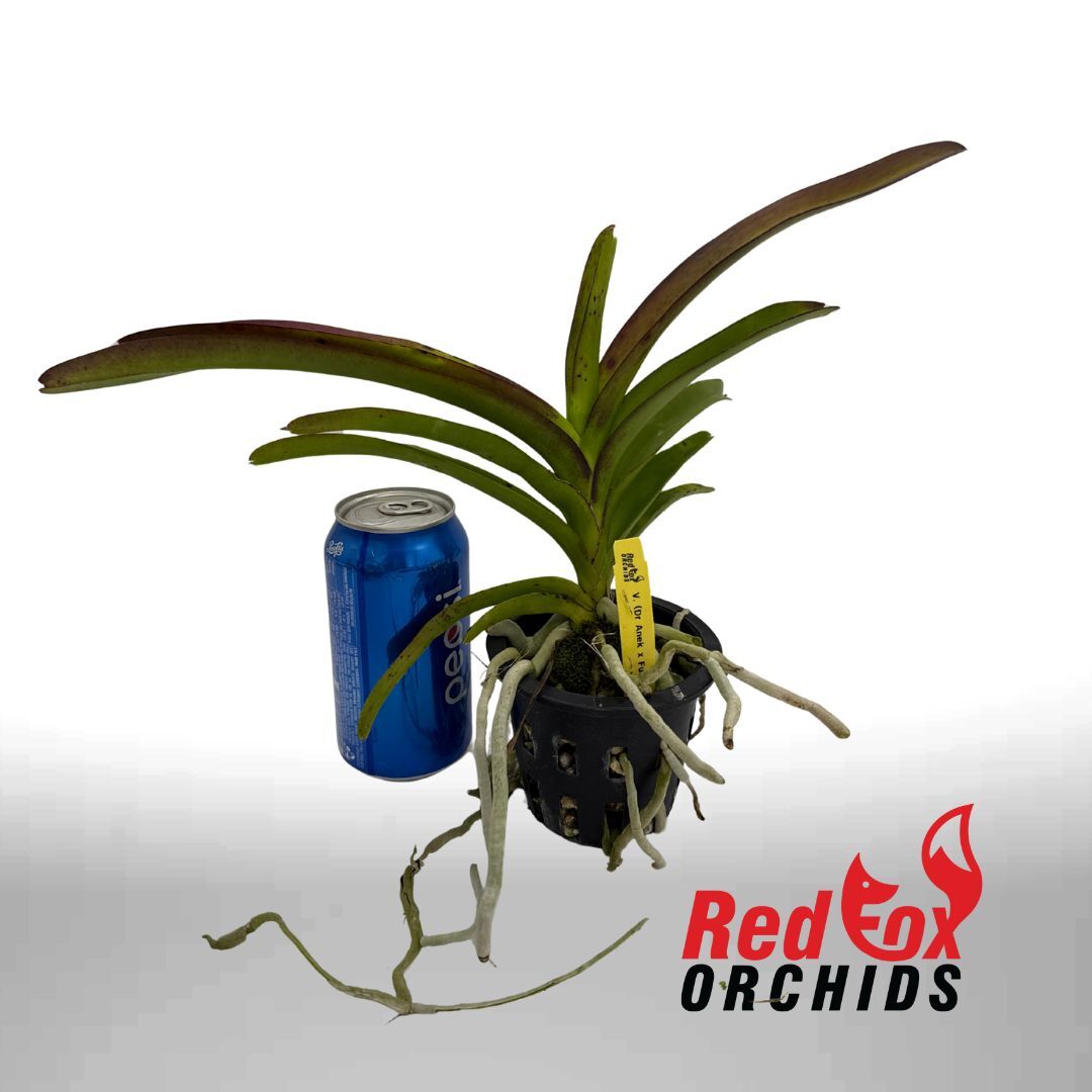 Vanda Dr. Anek x Fuch's Gold