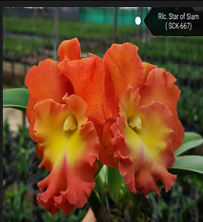 Rhyncholaeliocattleya Star Of Siam