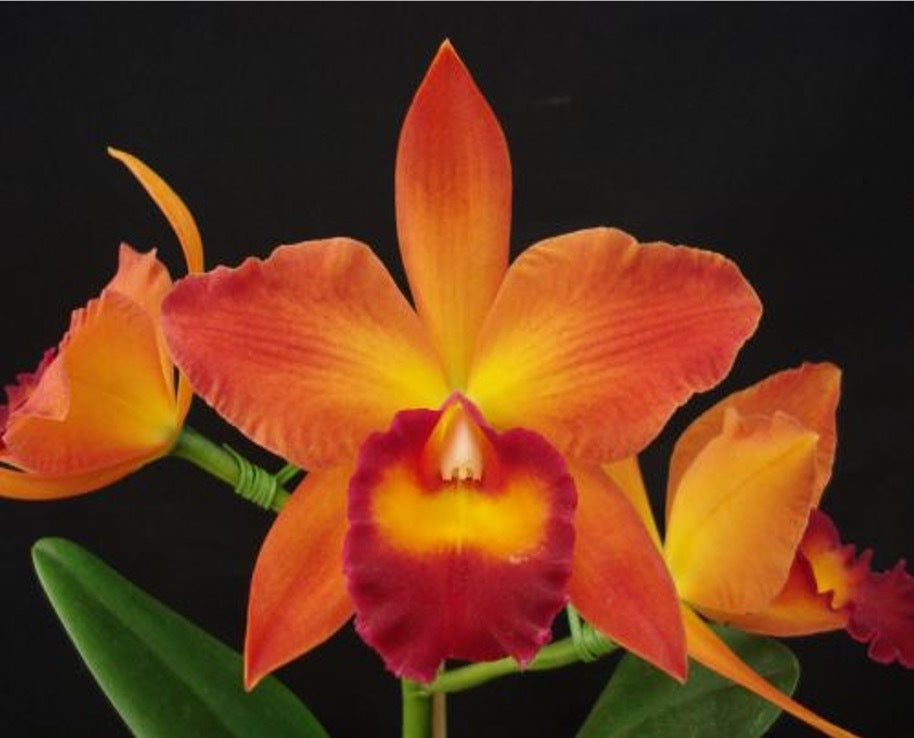 Rhyncattleanthe Chief Sweet Orange 'Sweet Orange'
