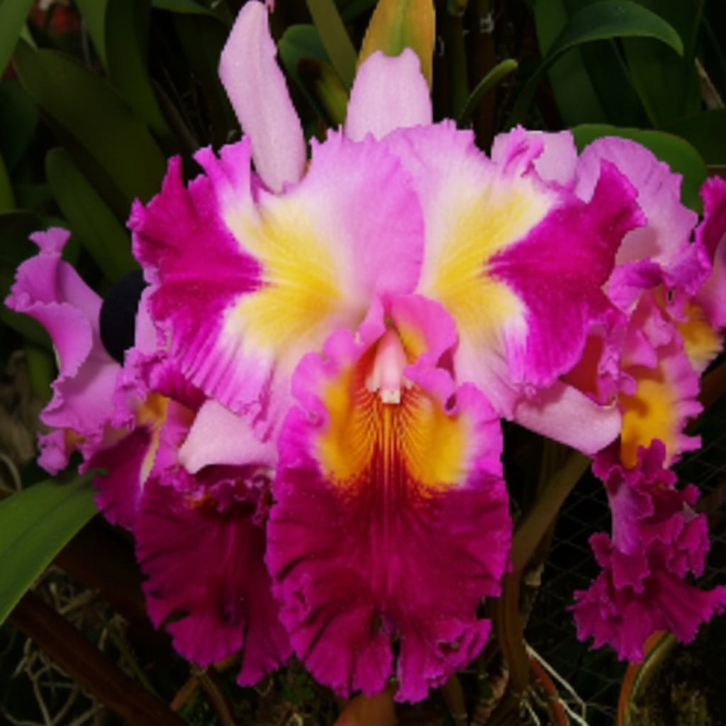 Cattleya Color Guard 'Parade'