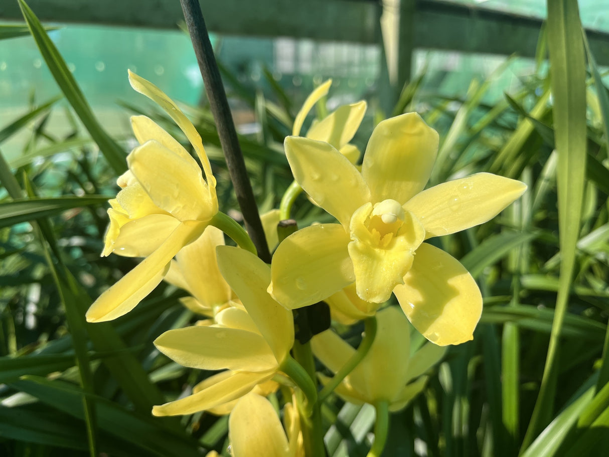 Cymbidium 'Pixie Queen'