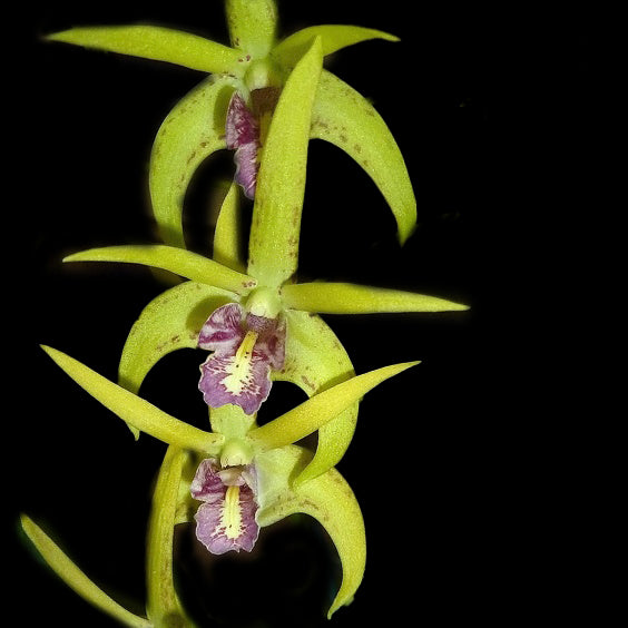 Dendrobium Balnarring