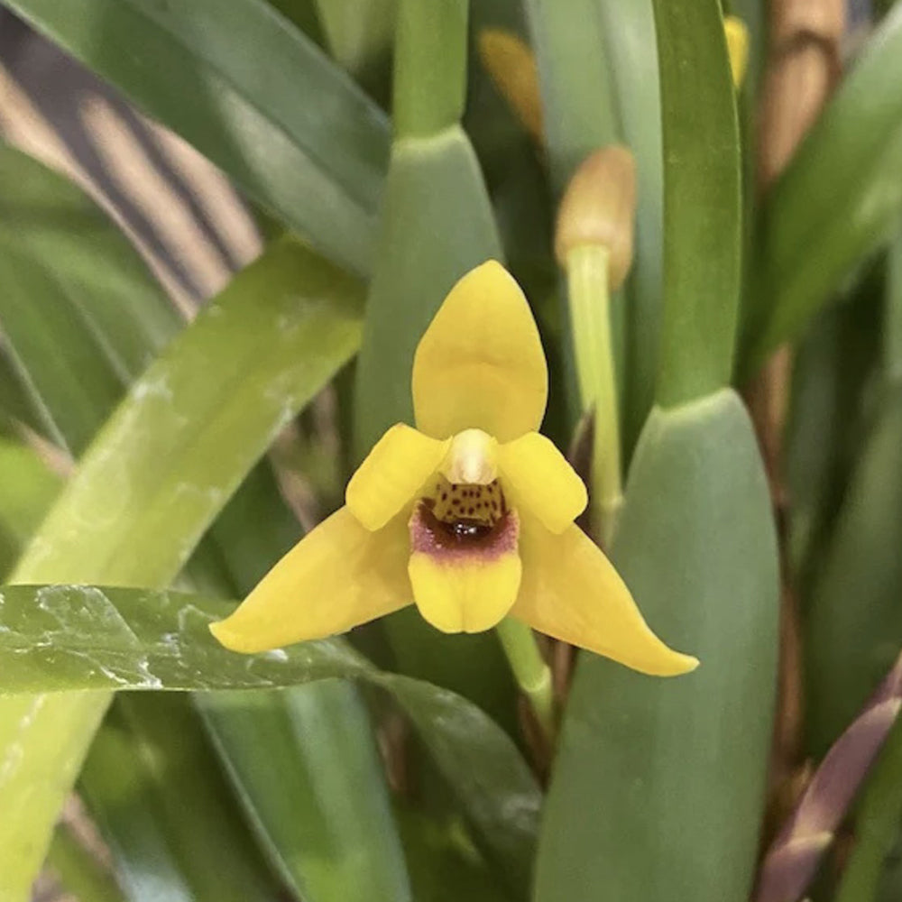 Maxillaria variabilis