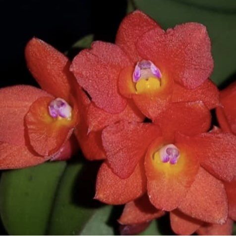Cattleya cernua