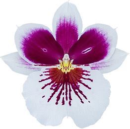 Miltoniopsis 17525