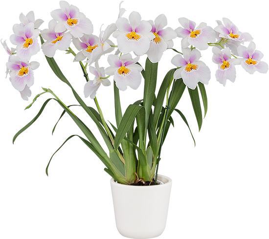 Miltoniopsis Darling Blossom