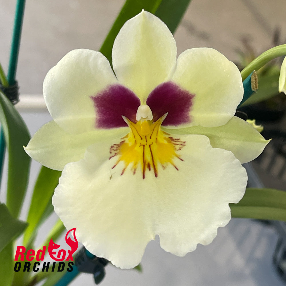 Miltoniopsis Herralexandre