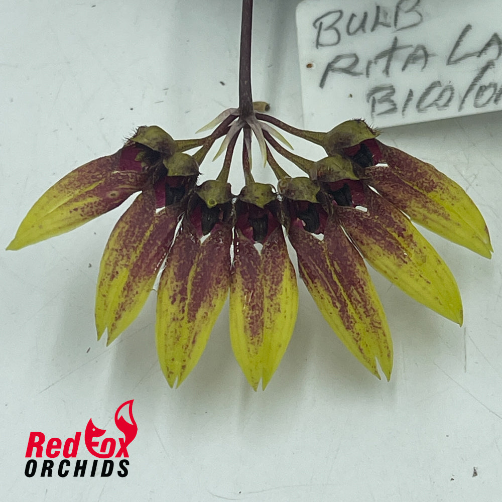 Bulbophyllum Rita Lai 'Bicolor'