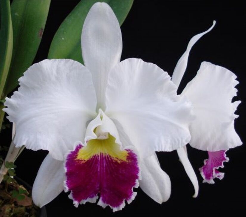 Cattleya Mildred Rives 'Orchid Library'