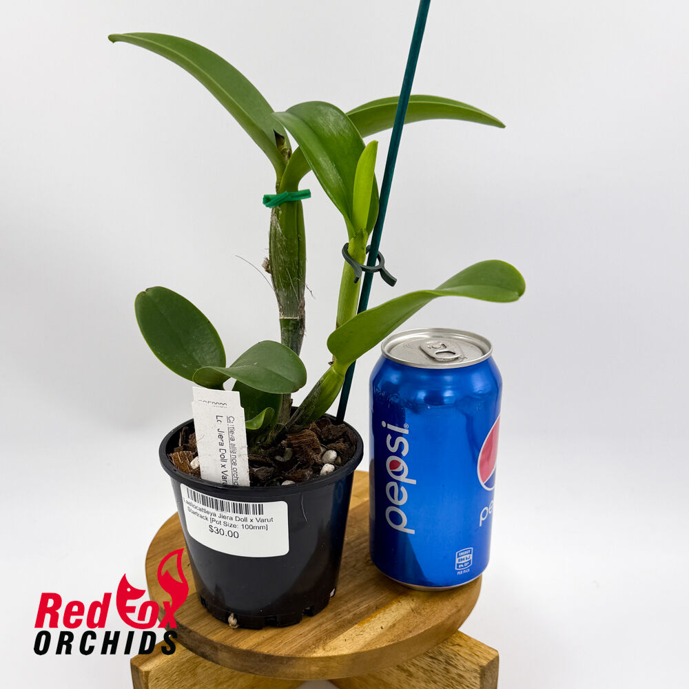 Laeliocattleya Jiera Doll x Varut Startrack