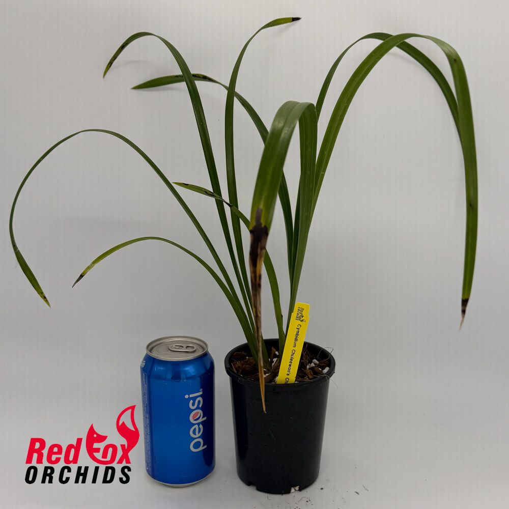 Cymbidium Chuleewon's Christmas '#1'