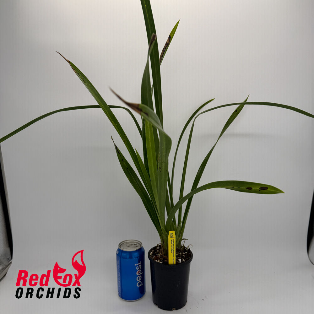 Grammatocymbidium Pakkret Summit 'Nubia'