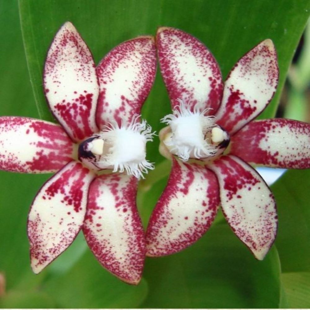 Dendrobium vandoides