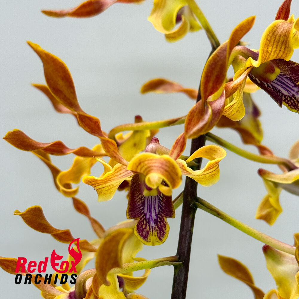 Dendrobium Jairak Helix var. Kanjana