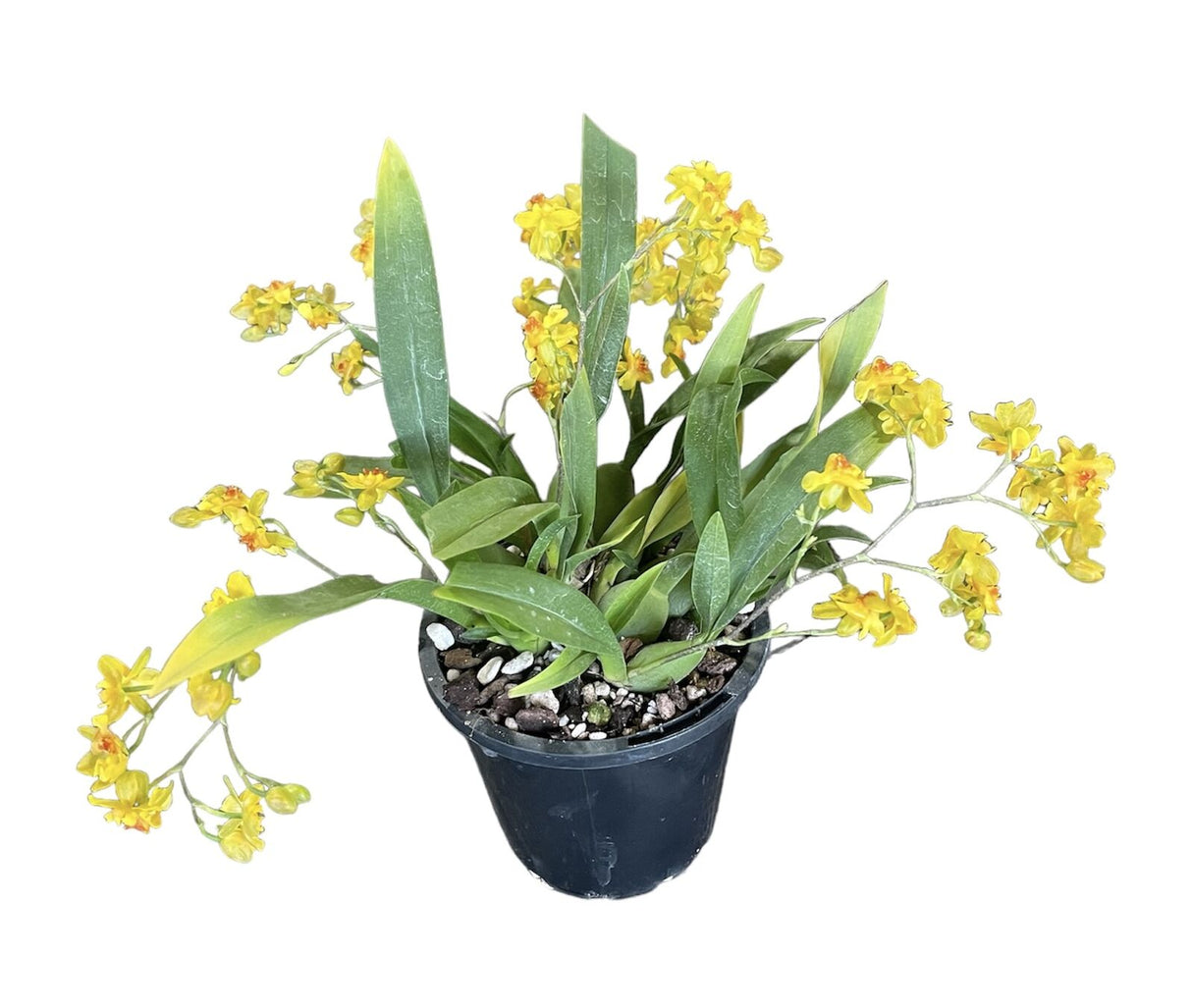Oncidium Twinkle Chian-Tzy 'Oro'