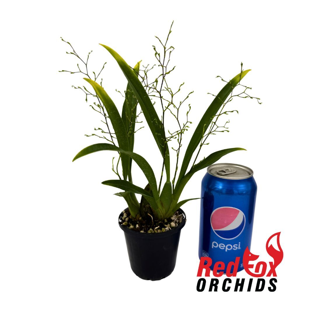 Oncidium Twinkle Chian-Tzy 'Oro'