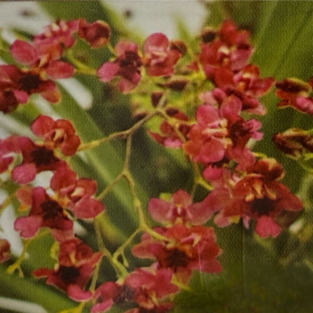 Oncidium Twinkle Chian-Tzy 'Red Girl'