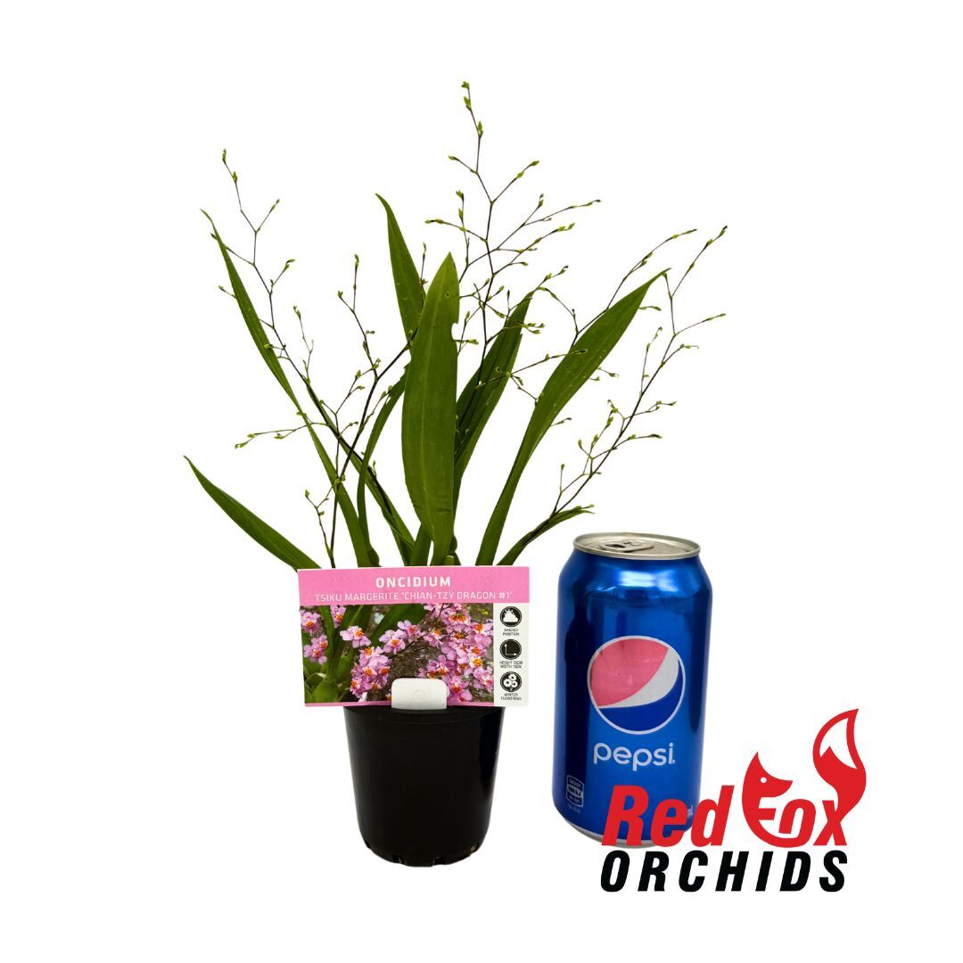 Oncidium Tsiku Marguerite Chian-Tzy 'Dragon No.1'