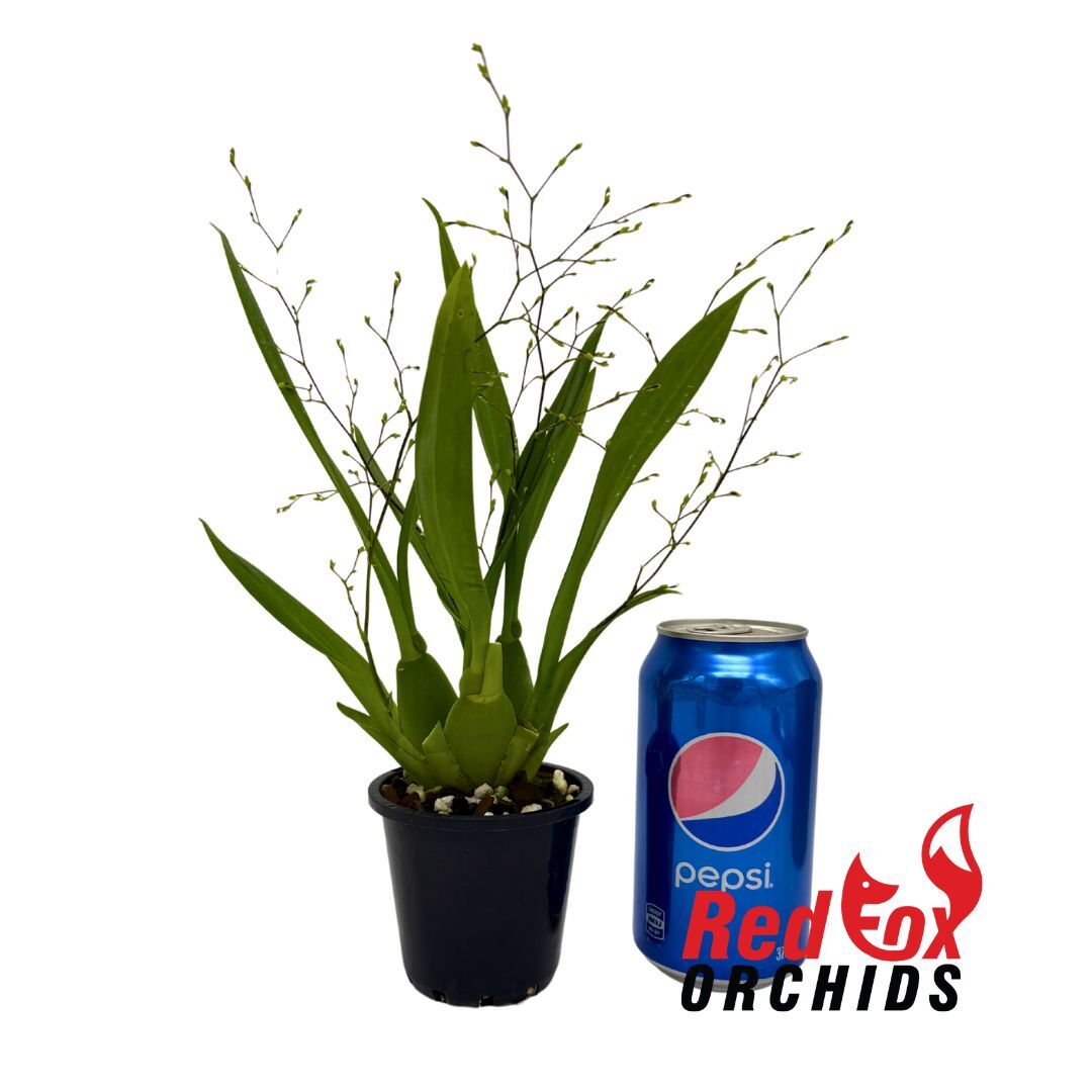 Oncidium Tsiku Marguerite Chian-Tzy 'Dragon No.1'