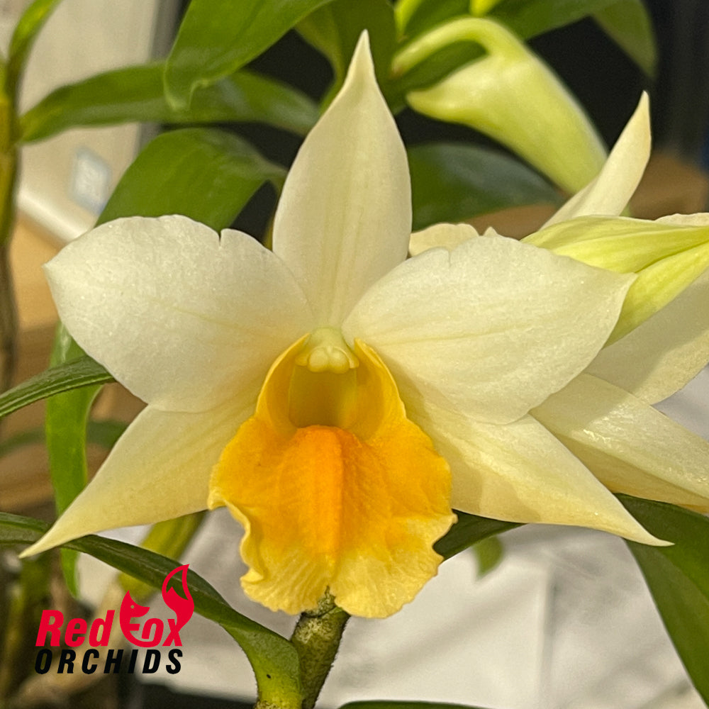 Dendrobium Jairak Dawn