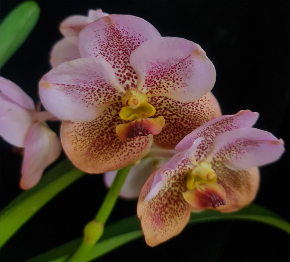 Vanda Taveesuksa x Tubtim Velvet