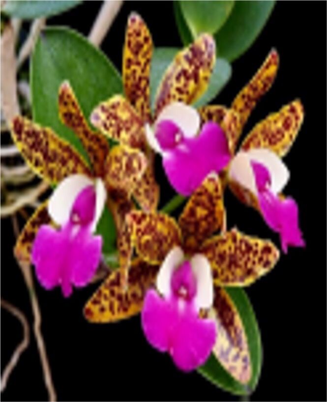 Cattlianthe Ratsima Spot