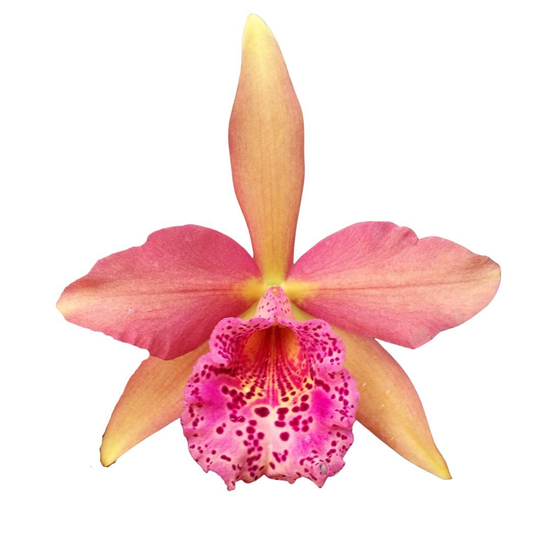 Rhynchobrassoleya Copper Queen