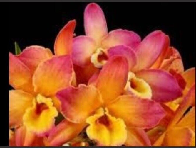 Dendrobium Smart Angel