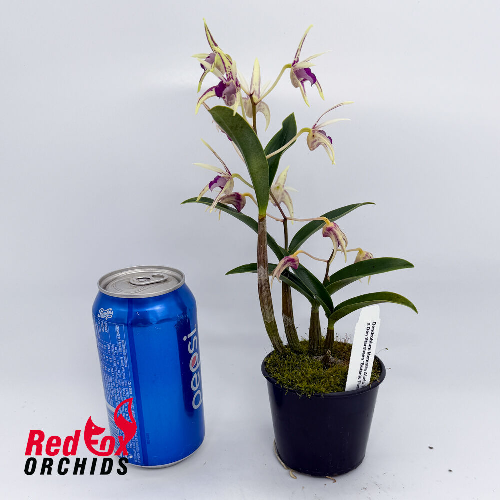 Dendrobium Memoria Alicia 'Kings Park' x Den Starsheen 'Botanic Fireworks'