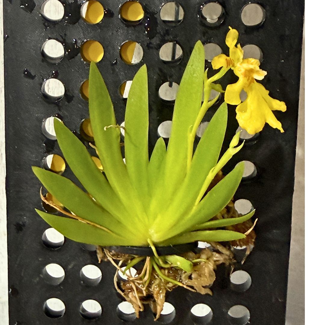 Erycina pusilla