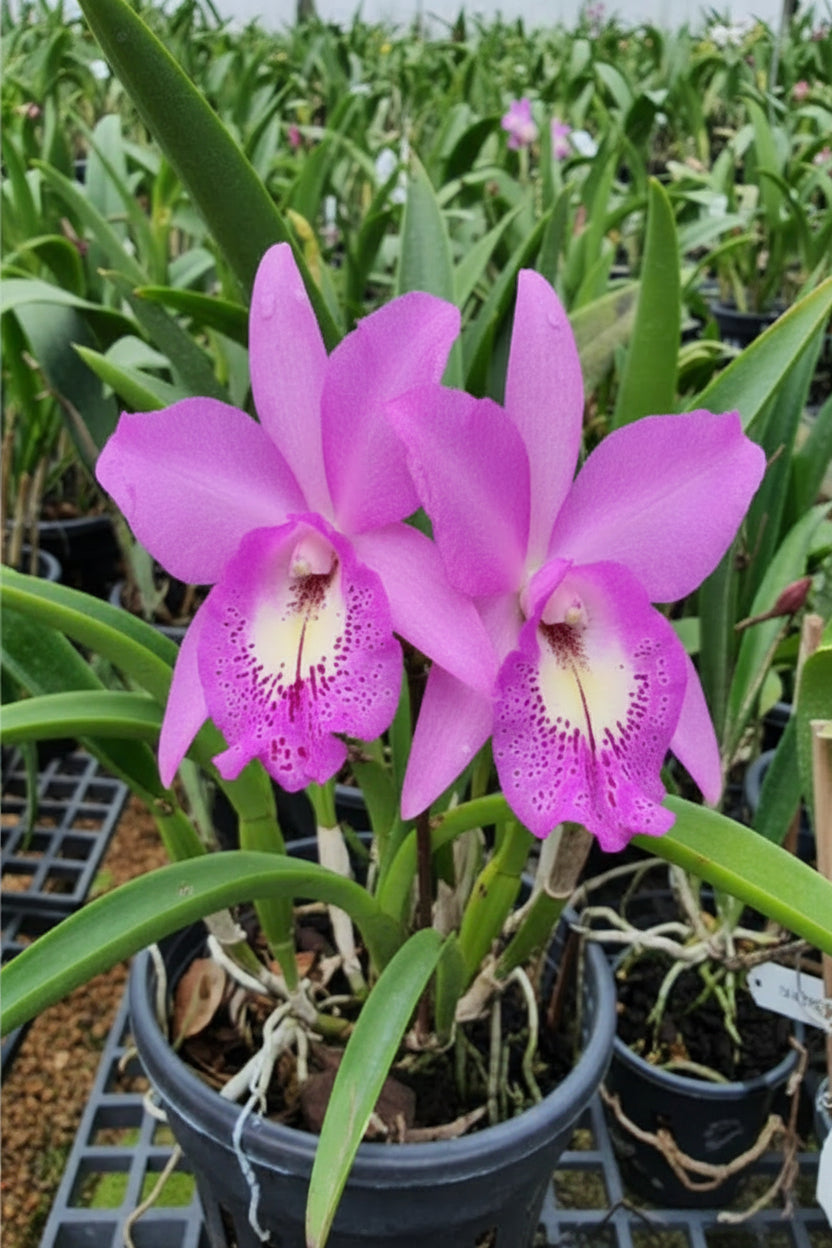 Brassocattleya Little Mermaid