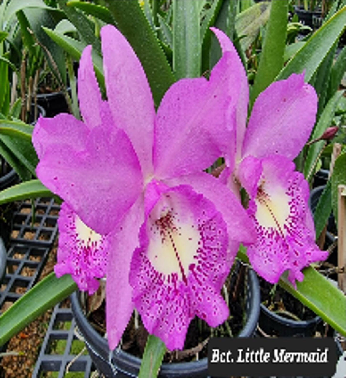 Brassocattleya Little Mermaid