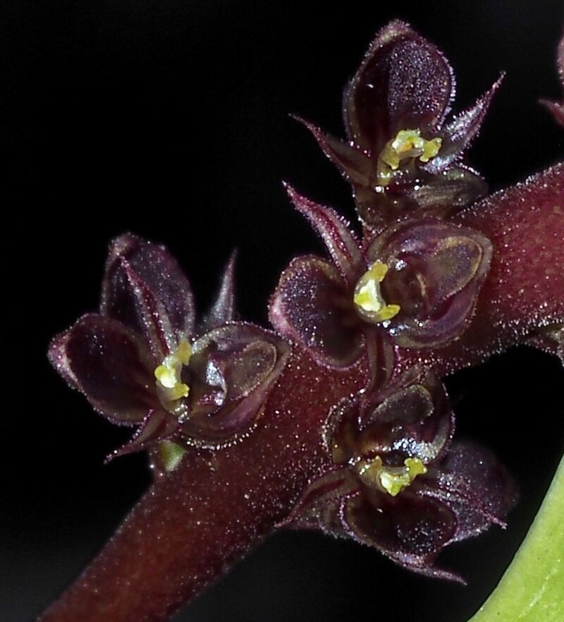 Bulbophyllum trigonobulbum