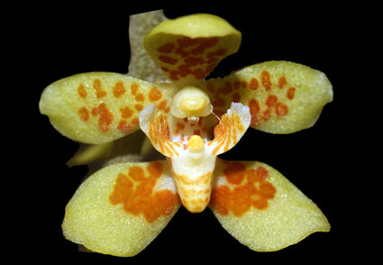 Chiloschista eckhardii
