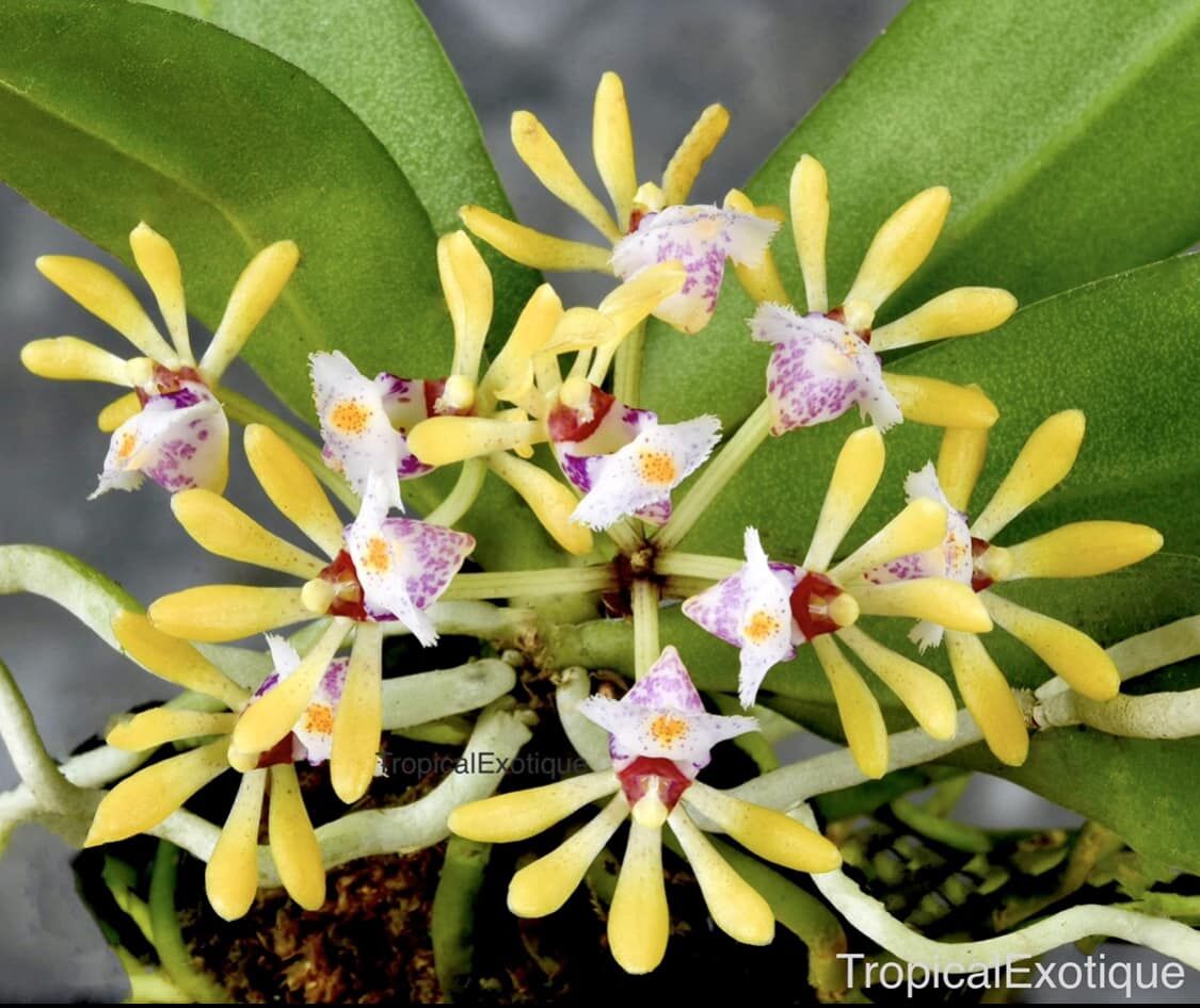 Gastrochilus obliquus