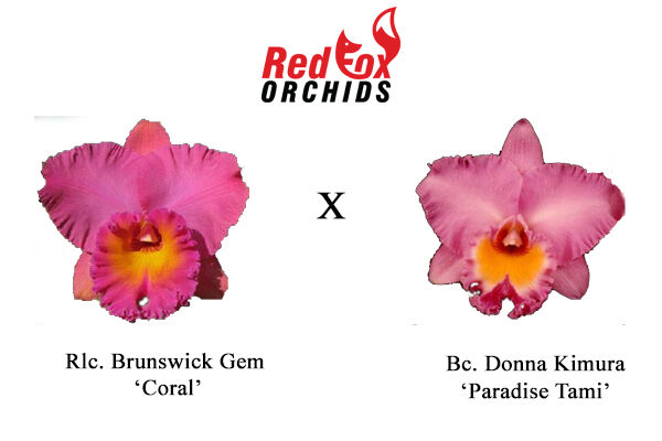 Rhyncholaeliocattleya Brunswick Gem 'Coral' x Bc. Donna Kimura 'Paradise 'Tami'