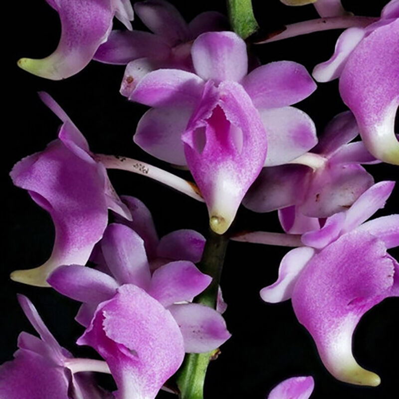 Aerides magnifica