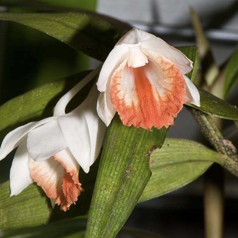 Dendrobium chapaense