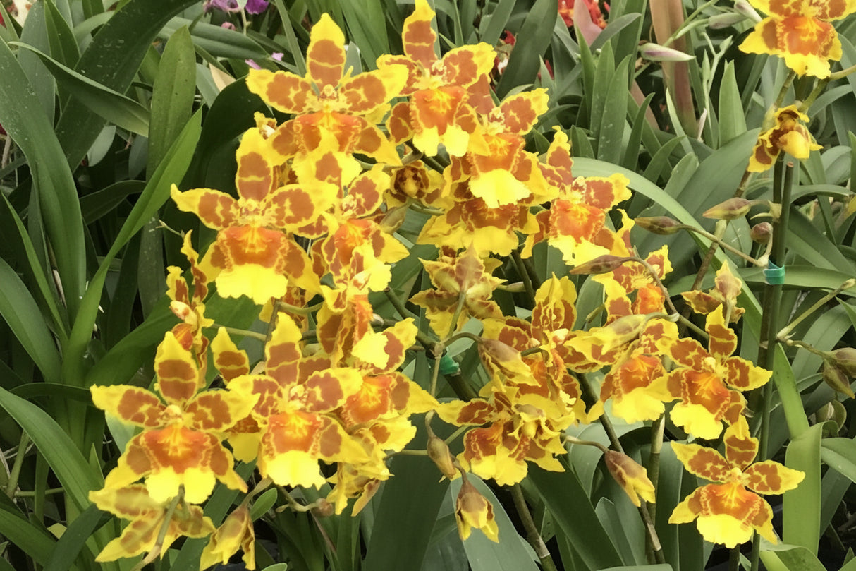 Wilsonara Jack McCully 'Yellow'