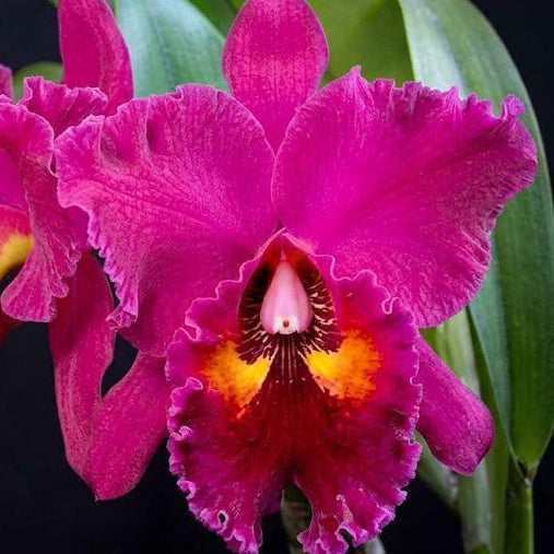 Rhyncholaeliocattleya Edisto 'Newberry'