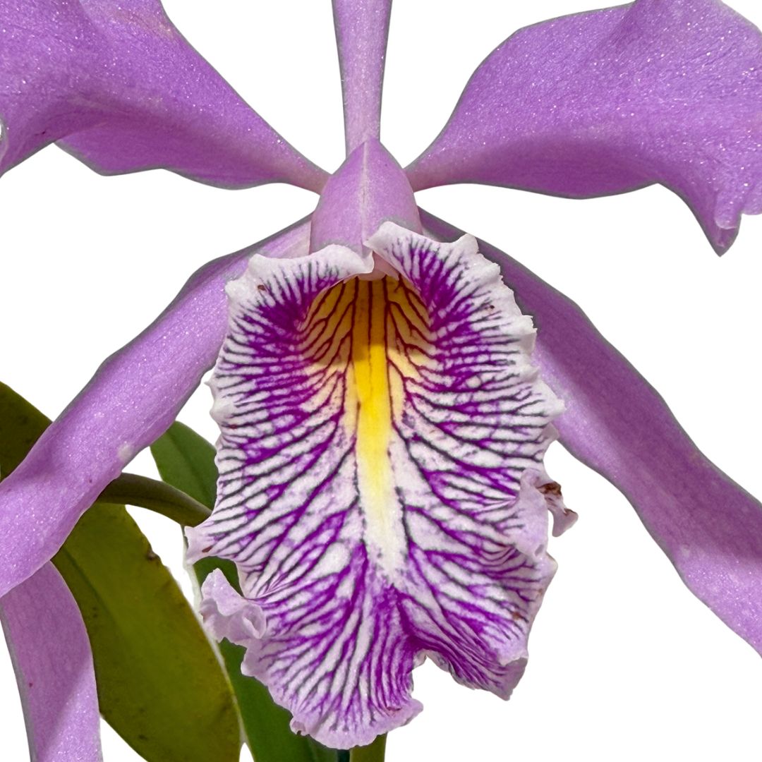 Cattleya maxima semi-alba 'Guido' Flower