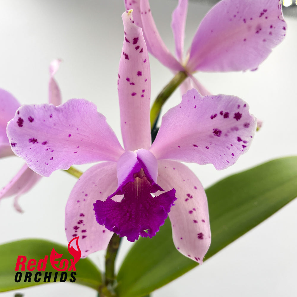 Cattleya amethystoglossa