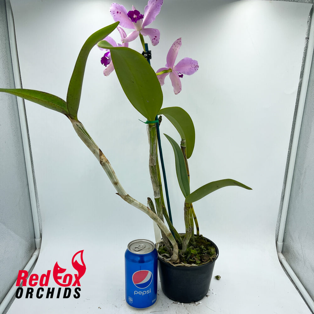 Cattleya amethystoglossa