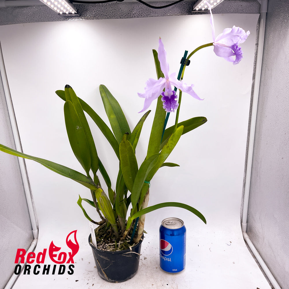 Cattleya lobata var. coerulea