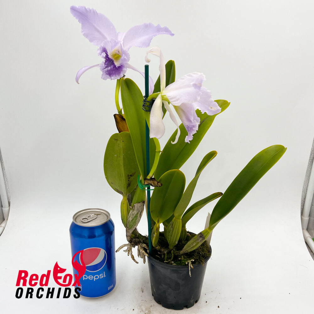 Cattleya labiata var. coerulea