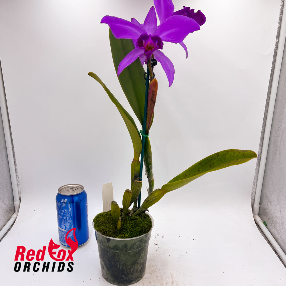 Cattleya labiata var. rubra