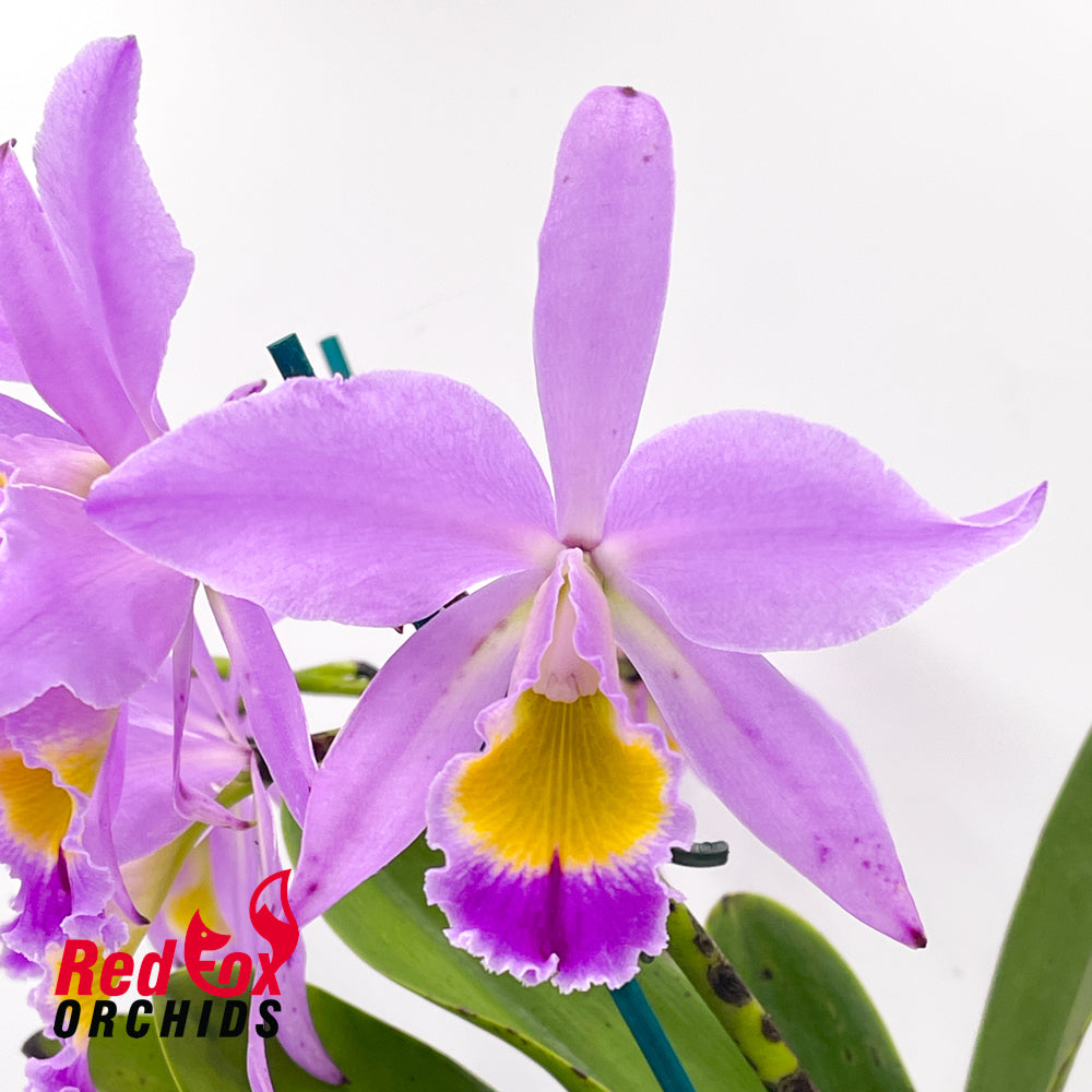 Cattleya eldorado X sib ('M. Ito' BM-JOS X 'Brazilian Treasure')