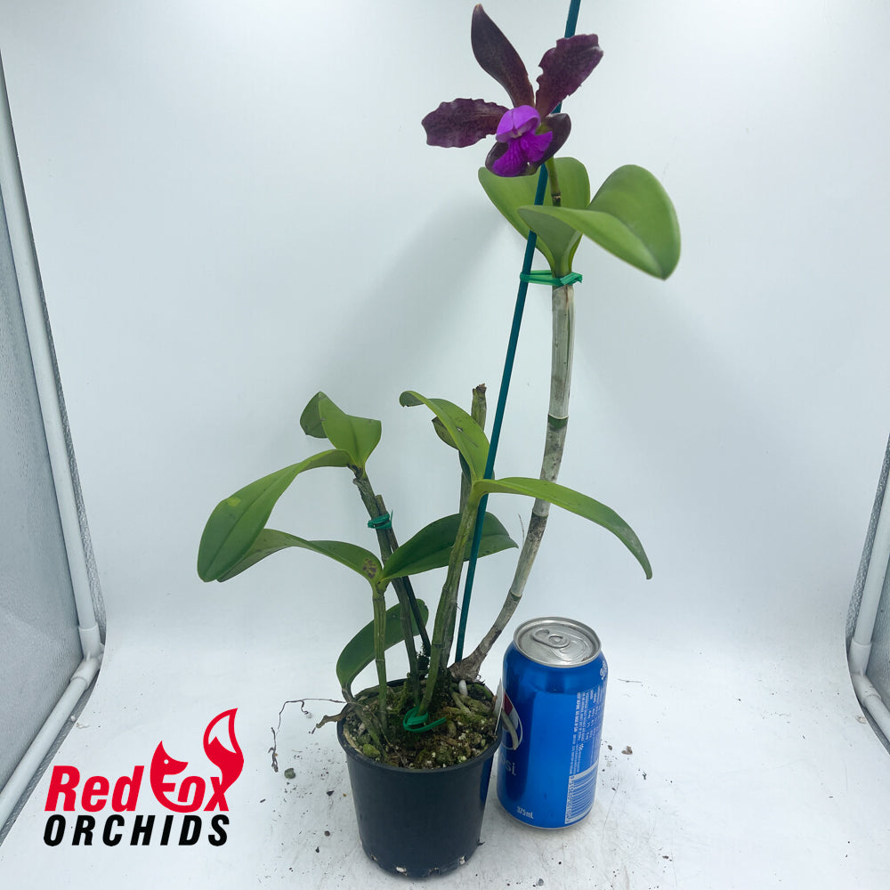 Cattleya tigrina 'Burleigh #1' x 'Topaz#2'